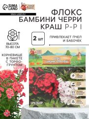 Флокс «Бамбини Черри Краш» корневище в пакете с торфогрунтом, р-р I, 2 шт