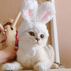 Новогодний костюм для кота