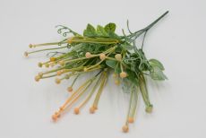Куст муррайя с усиками +бусинки 