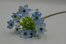 Одиночный агалотус 
