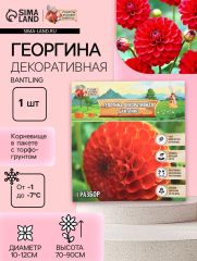 Георгина Декоративная BANTLING, клубнелуковица в упаковке, р-р I, 1 шт