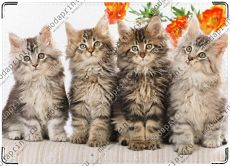 Котятки