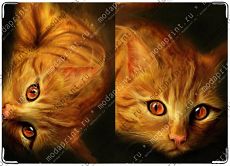 Котик