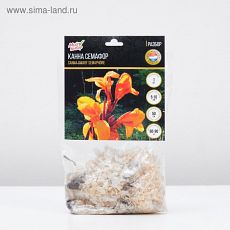 3281607 Канна Карликовая "Семафор", р-р I, 1 шт