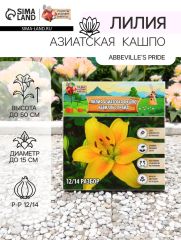 АКЦИЯ! 3 по цене 2! Лилия Азиатская Кашпо 