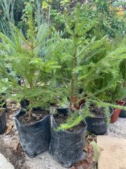 Ель обыкновенная (Picea abies)