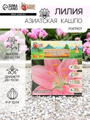 АКЦИЯ! 3 по цене 2! Лилия Азиатская Кашпо Foxtrot, луковица в пакете с перфорацией, р-р 12/14, 2 шт