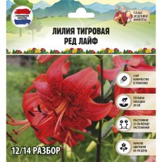 9492098 Лилия Тигровая 