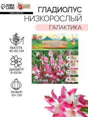 АКЦИЯ! 3 по цене 2! Гладиолус Низкорослый «Галактика», луковица цветов в пакете с перфорацией, р-р 10+, 7 шт