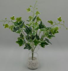 Куст плющ 