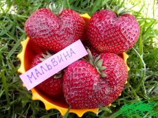 Клубника Мальвина ( 5 саженцев )