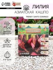 АКЦИЯ! 3 по цене 2! Лилия Азиатская Кашпо Trendy Santo Domingo, луковица в пакете с перфорацией, р-р 12/14, 2 шт