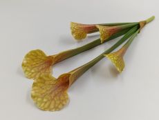 Куст саррацения 