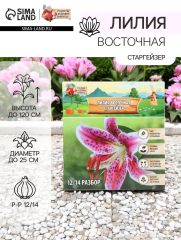 АКЦИЯ! 3 по цене 2! Лилия Восточная «Старгейзер», луковица в пакете с перфорацией, р-р 12/14, 3 шт