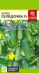Огурец Селедочка F1 Сем.Алтая