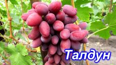 Виноград Талдун