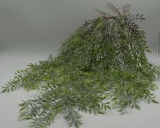 Куст бамбук ампельный с корешками 