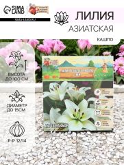 АКЦИЯ! 3 по цене 2! Лилия Азиатская Кашпо Gwen, луковица в пакете с перфорацией, р-р 12/14, 2 шт