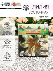 АКЦИЯ! 3 по цене 2! Лилия Восточная «Чилл Аут», луковица в пакете с перфорацией, р-р 14/16 3 шт
