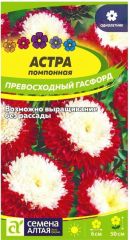 Астра Превосходный ГАСФОРД помпон