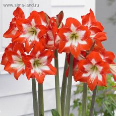 ТОВАР ПО ПРЕДЗАКАЗУ! 5119509 Гиппеаструм Сонатини"Ай Катчер" 30-40 см, р/р 13/15, 2 шт