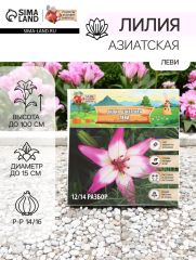 Лилия Азиатская «Леви», луковица в пакете с перфорацией, р-р 14/16, 3 шт