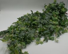 Куст плющ ампельный 