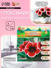 АКЦИЯ! 3 по цене 2! Глоксиния «Кайзер Фридрих», многолетник, комнатный, луковица в пакете с перфорацией, р-р 5/6, 2 шт