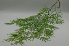Куст бамбук ампельный с корешками 