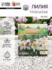 АКЦИЯ! 3 по цене 2! Лилия Трубчатая «Регале»,луковица в пакете с перфорацией, р-р 12/14, 3 шт