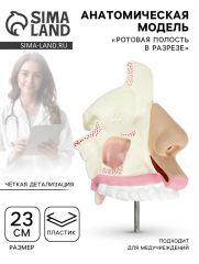 Анатомическая модель «Ротовая полость в разрезе»