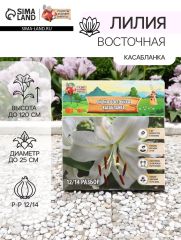 Лилия Восточная «Касабланка», луковица в пакете с перфорацией, р-р 12/14, 3 шт