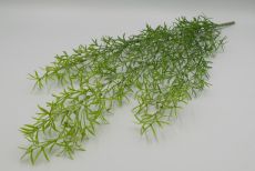 Куст ампельный аспарагус 