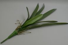 Чакан с корешками 