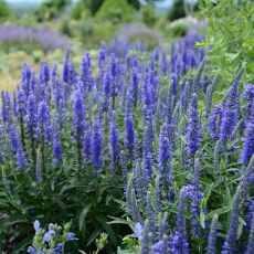 Вероника колосистая «Блю букет» Blue Bouquet