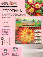АКЦИЯ! 3 по цене 2! Георгина Кактусовидная BORA BORA, клубнелуковица в упаковке, р-р I, 1 шт