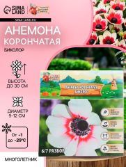 АКЦИЯ! 3 по цене 2! Анемона корончатая «Биколор», многолетник, луковица, р-р 4/5, 10 шт