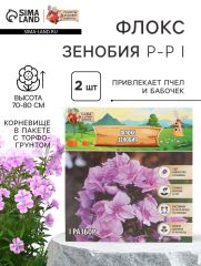 Флокс «Зенобия» корневище в пакете с торфогрунтом, р-р I, 2 шт
