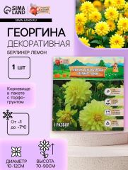 АКЦИЯ! 3 по цене 2! Георгина Декоративная BERLINER LEMON, клубнелуковица в упаковке, р-р I, 1 шт