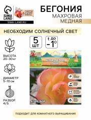 АКЦИЯ! 3 по цене 2! Бегония махровая «Медная» луковица, р-р 4/5, 5 шт