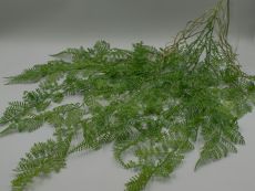 Куст папоротник лесной с корешками ампельный 