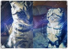 meow