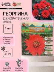 АКЦИЯ! 3 по цене 2! Георгина Декоративная «Хэтвейф», клубнелуковица в упаковке, р-р I, 1 шт