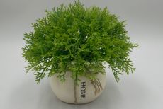 Куст горшечный можжевеловый 