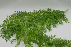 Куст рускус пластм. ампельный 
