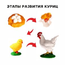 Обучающий набор «Этапы развития куриц» 4 фигурки 9327144, пластик