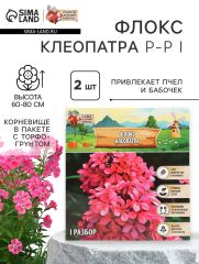 Флокс «Клеопатра» корневище в пакете с торфогрунтом, р-р I, 2 шт