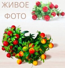 Брусника, декоративное растение