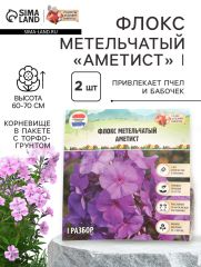АКЦИЯ! 3 по цене 2! Флокс метельчатый «Аметист», корневище в пакете с торфогрунтом, р-р I, 2 шт