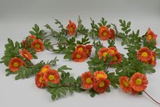 Лиана календула 